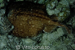 Fishs by Vito Lorusso 
